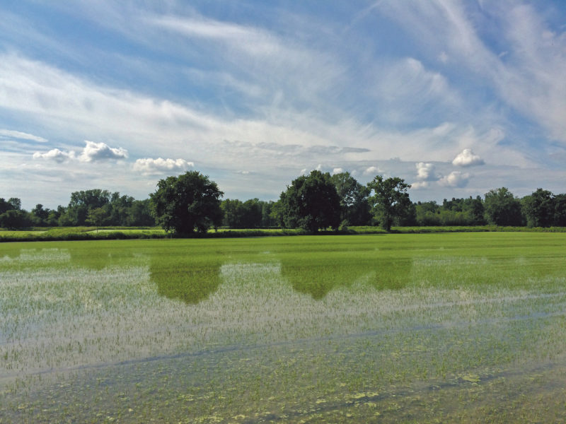 agricoltura sostenibile