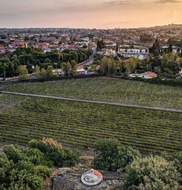 Viticoltura urbana